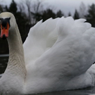 normal_26122011fmt_eisleopoldskron_ta_004.JPG
