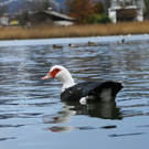 normal_26122011fmt_eisleopoldskron_ta_008.JPG