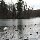 normal_26122011fmt_eisleopoldskron_ta_011.JPG