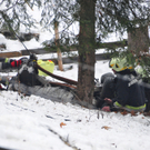 26122011vualpendorfmbaktivnews041.JPG