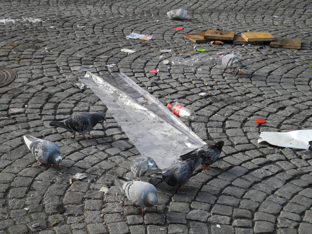 DSCN9085_JPG-1325228270