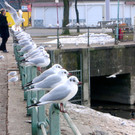 Neujahrsmorgen am Seeufer