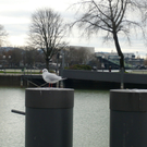 neujahr_seeufer14_jpg-1325426634