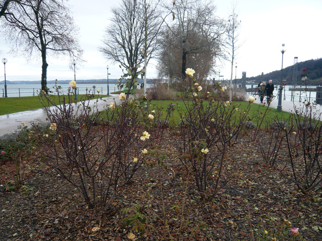 neujahr_seeufer16_jpg-1325426667