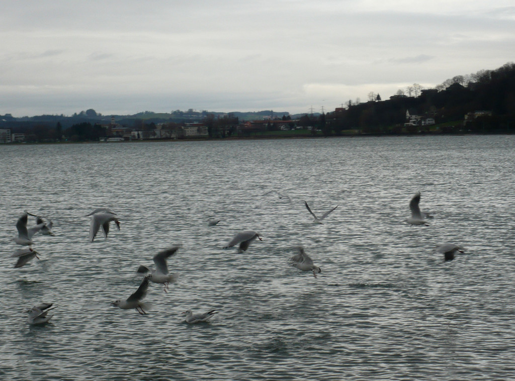 neujahr_seeufer21_jpg-1325426743