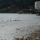 neujahr_seeufer22_jpg-1325426756