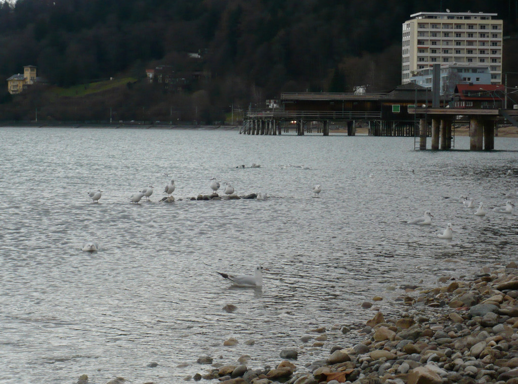 neujahr_seeufer22_jpg-1325426756