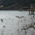 neujahr_seeufer26_jpg-1325426798