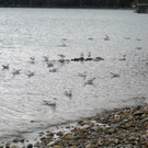 neujahr_seeufer28_jpg-1325426831