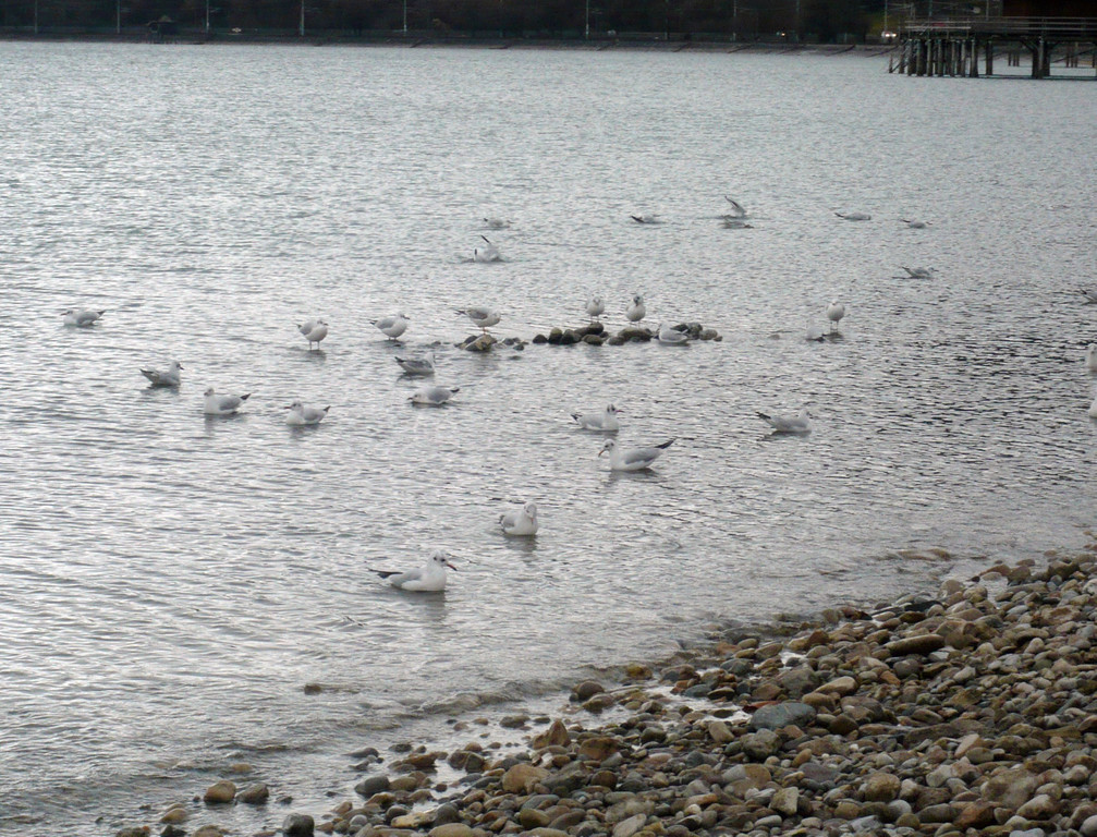 neujahr_seeufer28_jpg-1325426831