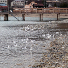 neujahr_seeufer29_jpg-1325426849