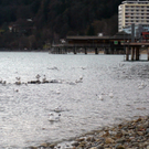 neujahr_seeufer30_jpg-1325426863