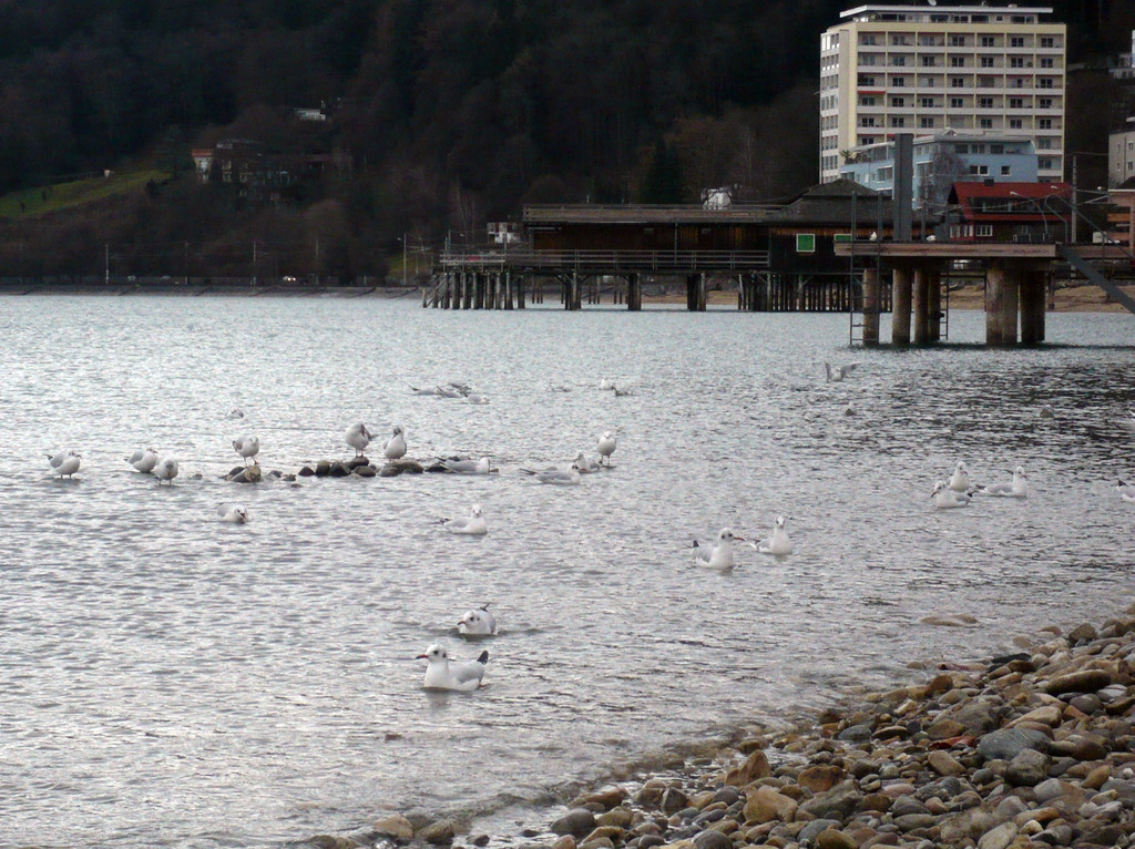 neujahr_seeufer30_jpg-1325426863