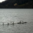 neujahr_seeufer32_jpg-1325426888