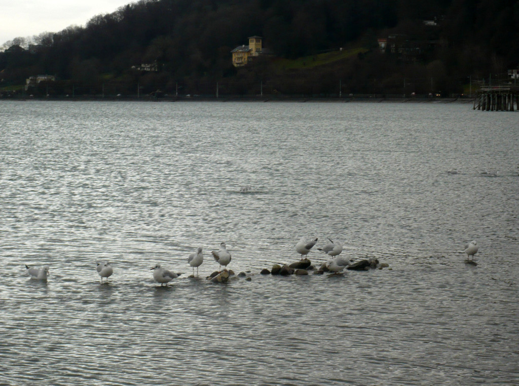 neujahr_seeufer32_jpg-1325426888