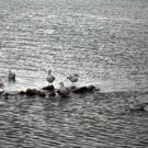 neujahr_seeufer33_jpg-1325426903