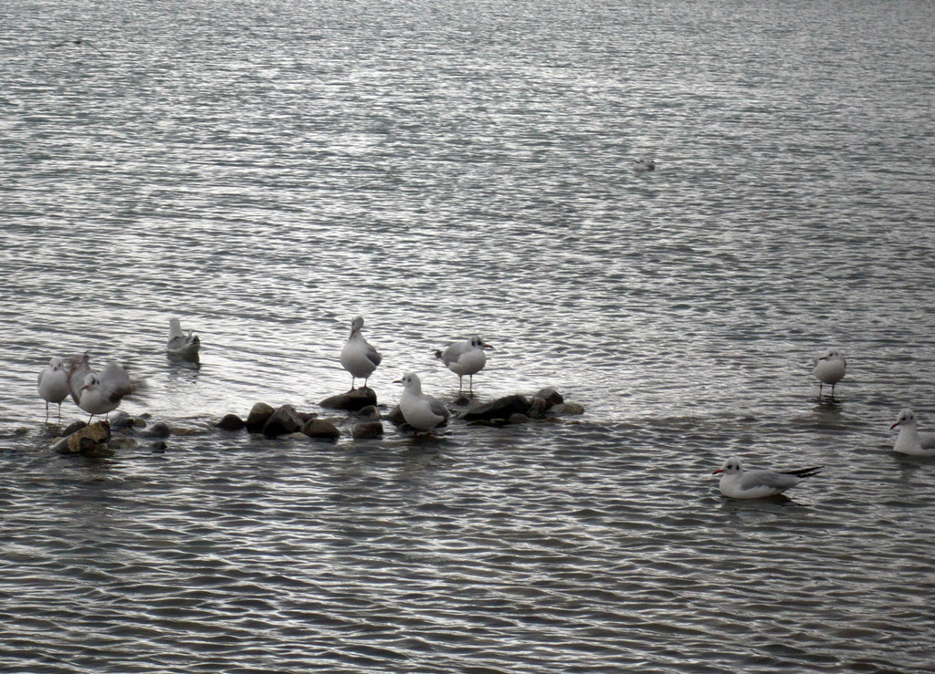 neujahr_seeufer33_jpg-1325426903