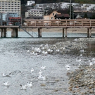 neujahr_seeufer34_jpg-1325426917