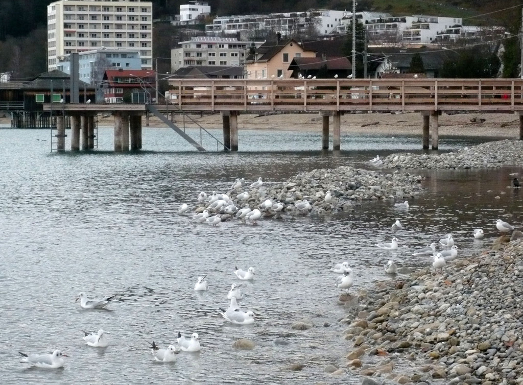 neujahr_seeufer34_jpg-1325426917