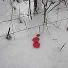 kleinste Tannenbaum 103.JPG