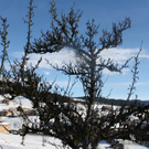 IMG_2707_jpg-1325602437