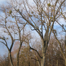 Spaziergang Lochau _4__jpg-1325655636