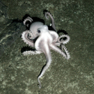 oktopusAP.jpg