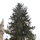 Christbaum am Wiener Rathausplatz gefällt  (05.01.2012)