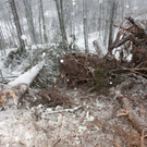 Sturm Andrea_Schurns69.JPG
