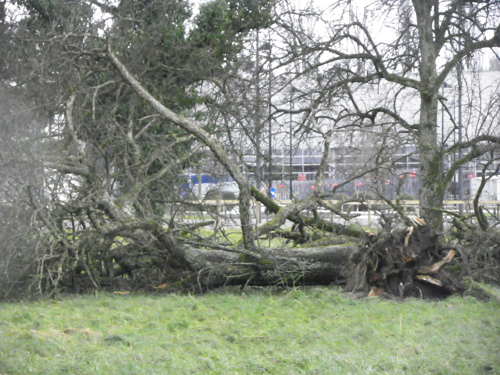 113_5572_JPG-1325889563