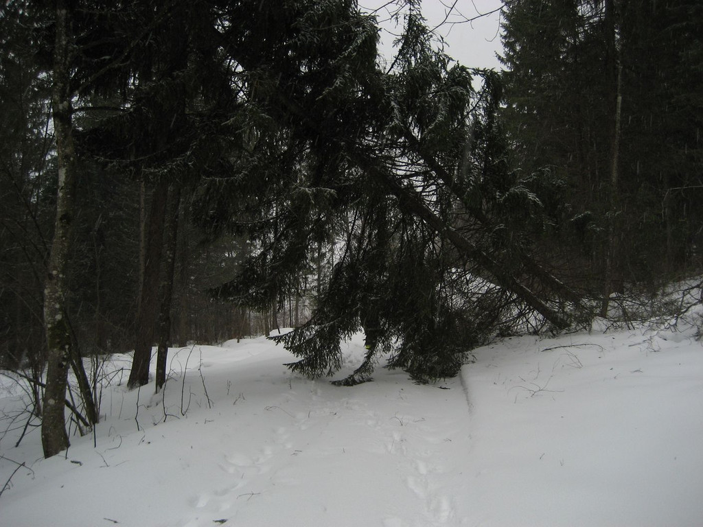 IMG_3710_JPG-1325931117