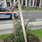 29_baum.jpg
