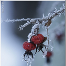 Bizarres im Winter