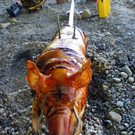 Bild 250_jpg-1326147190