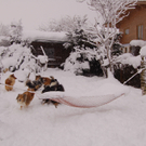 8 01 2012 schnee 007.jpg