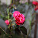 Blumen statt Schnee