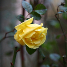 10012012fmt_fruehlingimjaenner_mw_02.JPG