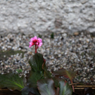 10012012fmt_fruehlingimjaenner_mw_04.JPG
