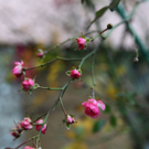 10012012fmt_fruehlingimjaenner_mw_05.JPG