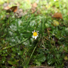 10012012fmt_fruehlingimjaenner_mw_07.JPG