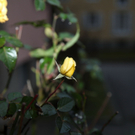 10012012fmt_fruehlingimjaenner_mw_08.JPG