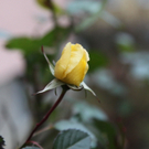 10012012fmt_fruehlingimjaenner_mw_09.JPG