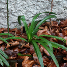 10012012fmt_fruehlingimjaenner_mw_12.JPG