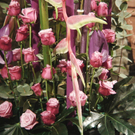 DSC00132.JPG