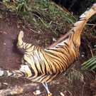 Sumatra: Tiger aus Falle befreit