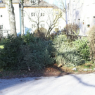 Christbaum-Entsorgung