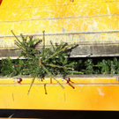 12012012fmt_christbaum_ta_006.JPG