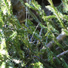 12012012fmt_christbaum_ta_014.JPG