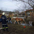 normal_271209walsfmaktivnews_17.jpg