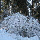 Winterwandern am Pfaender 2012 _24__jpg-1326644251